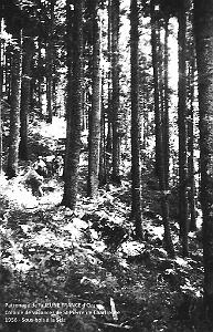 1956 sous bois a la Scia